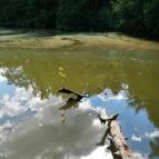 Királyrét tanösvény Szokolya - Egyéb