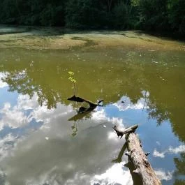 Királyrét tanösvény , Szokolya - Egyéb