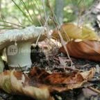 Királyrét tanösvény Szokolya - Egyéb