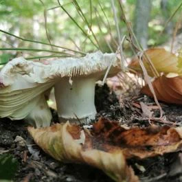 Királyrét tanösvény , Szokolya - Egyéb