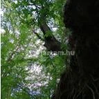 Királyrét tanösvény Szokolya - Egyéb