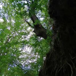 Királyrét tanösvény , Szokolya - Egyéb