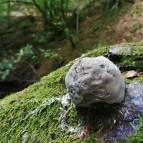 Királyrét tanösvény Szokolya - Egyéb