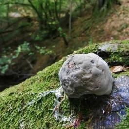 Királyrét tanösvény , Szokolya - Egyéb