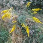 Lajos-forrás Szentendre - Egyéb