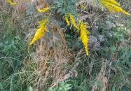 Lajos-forrás Szentendre