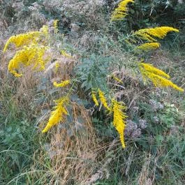 Lajos-forrás, Szentendre - Egyéb