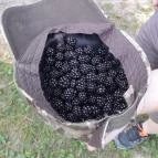 Lajos-forrás Szentendre - Egyéb