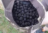 Lajos-forrás Szentendre