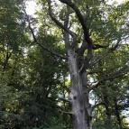 Lajos-forrás Szentendre - Egyéb