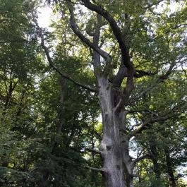 Lajos-forrás, Szentendre - Egyéb