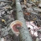 Lajos-forrás Szentendre - Egyéb