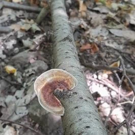 Lajos-forrás, Szentendre - Egyéb