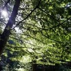 Lajos-forrás Szentendre - Egyéb