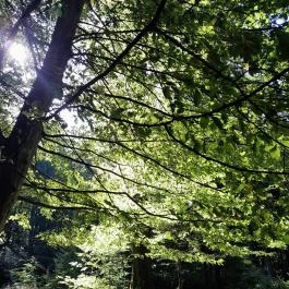 Lajos-forrás, Szentendre - Egyéb