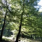 Lajos-forrás Szentendre - Egyéb