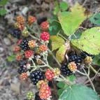 Lajos-forrás Szentendre - Egyéb