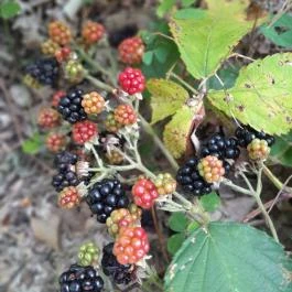 Lajos-forrás, Szentendre - Egyéb