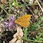 Lajos-forrás Szentendre - Egyéb