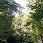 Lajos-forrás Szentendre - Egyéb