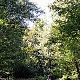 Lajos-forrás, Szentendre - Egyéb