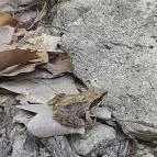 Lajos-forrás Szentendre - Egyéb