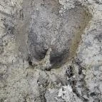 Lajos-forrás Szentendre - Egyéb