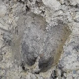 Lajos-forrás, Szentendre - Egyéb