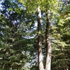 Lajos-forrás Szentendre - Egyéb