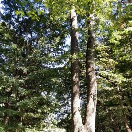 Lajos-forrás, Szentendre - Egyéb