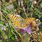 Lajos-forrás Szentendre - Egyéb