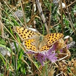 Lajos-forrás, Szentendre - Egyéb