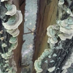 Lajos-forrás Szentendre - Egyéb