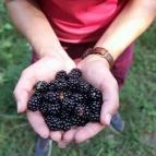 Lajos-forrás Szentendre - Egyéb