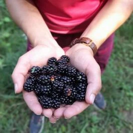 Lajos-forrás, Szentendre - Egyéb