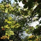 Lajos-forrás Szentendre - Egyéb