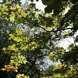 Lajos-forrás, Szentendre - Egyéb