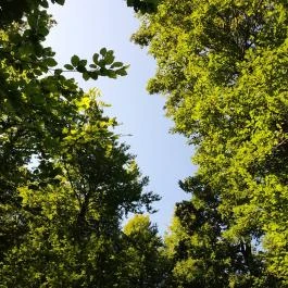 Lajos-forrás, Szentendre - Egyéb