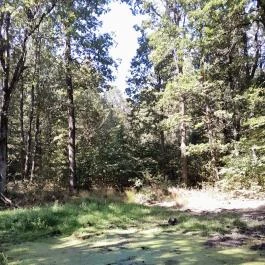 Lajos-forrás, Szentendre - Egyéb