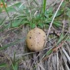 Lajos-forrás Szentendre - Egyéb