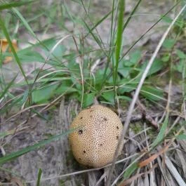 Lajos-forrás, Szentendre - Egyéb