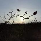 Macska-barlang Csobánka - Egyéb