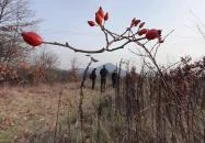 Macska-barlang Csobánka