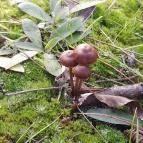 Macska-barlang Csobánka - Egyéb