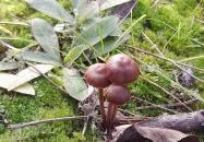 Macska-barlang Csobánka