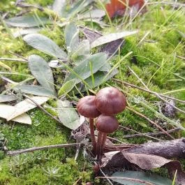 Macska-barlang, Csobánka - Egyéb