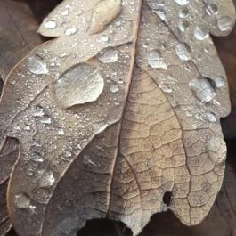 Macska-barlang, Csobánka - Egyéb