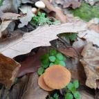 Macska-barlang Csobánka - Egyéb