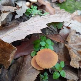 Macska-barlang, Csobánka - Egyéb