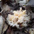 Macska-barlang Csobánka - Egyéb